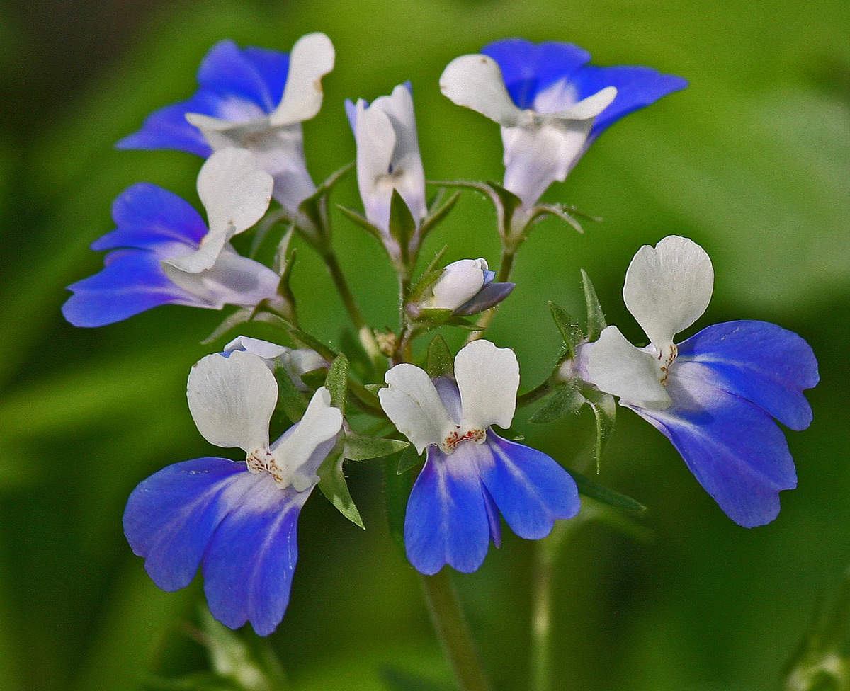 Blue-eyed Mary Wild theme