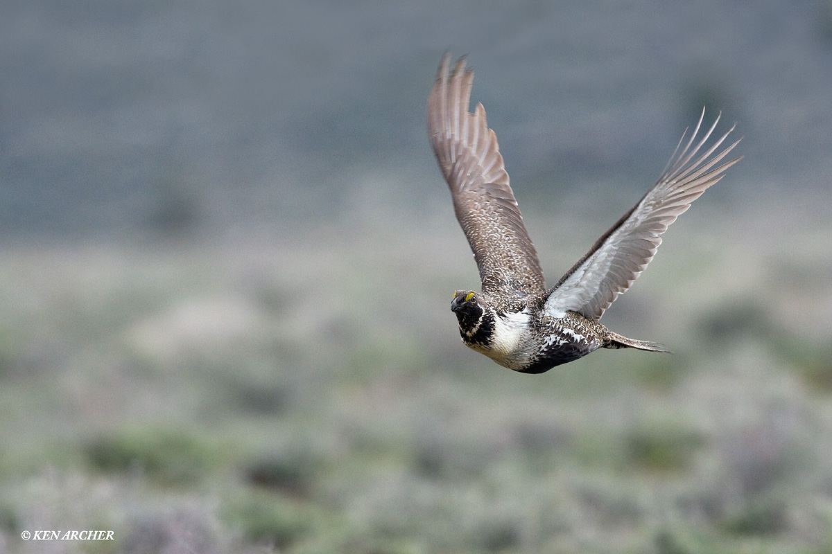Sage Grouse