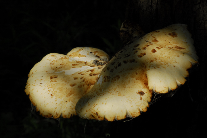 A Fungus Amongus
