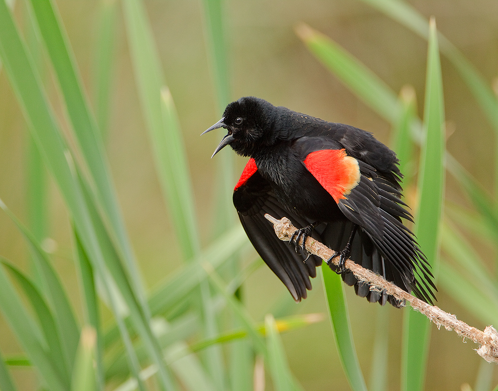 Red-winged Blackbird