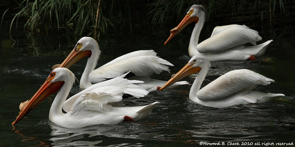 Pelican Formation