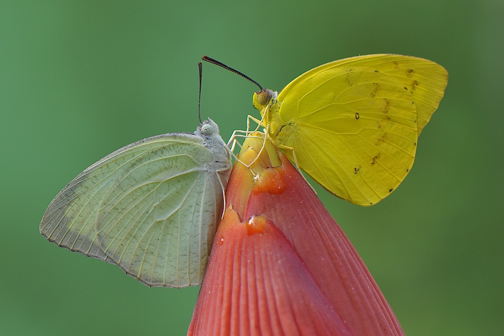 butterfly high fives