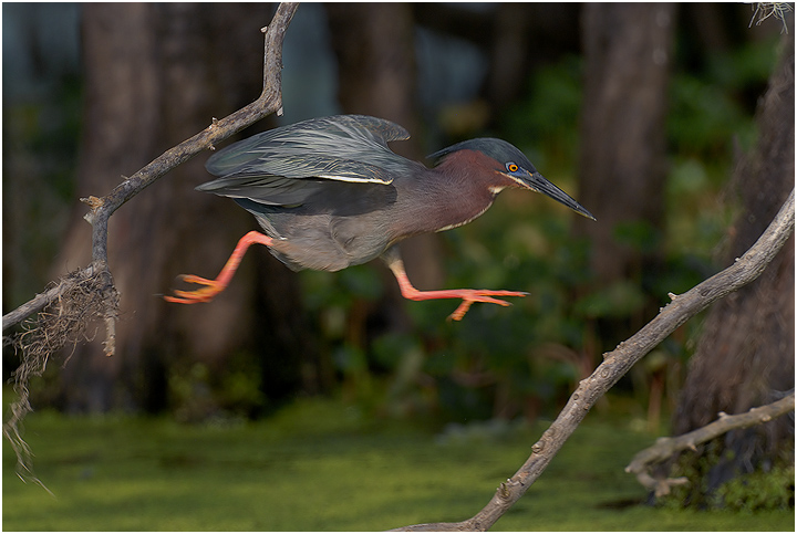 Green Heron