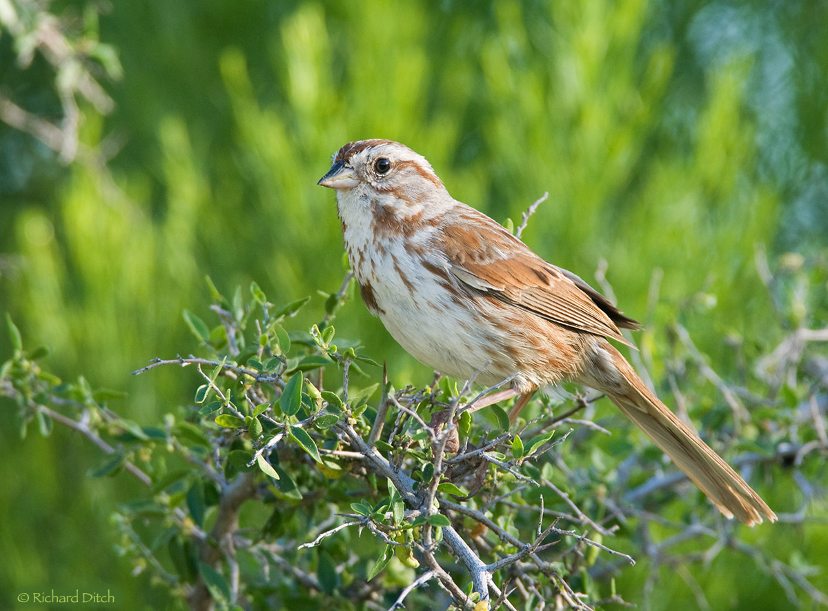 Song Sparrow (AZ)