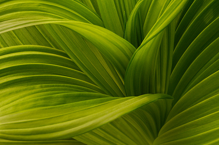 Veratrum Curves