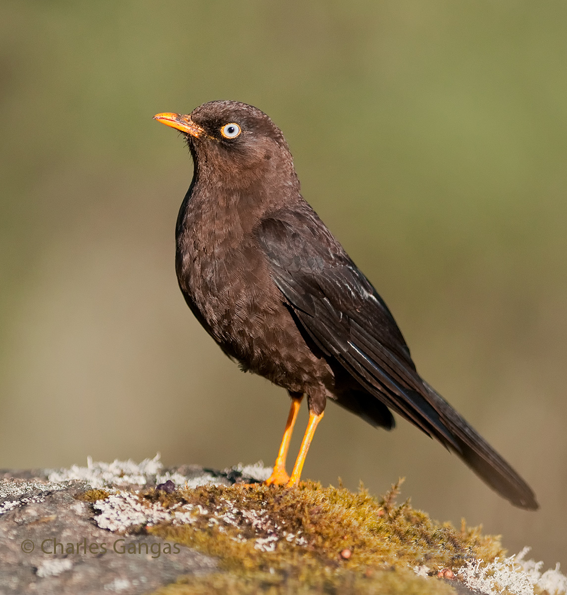 Sooty Robin