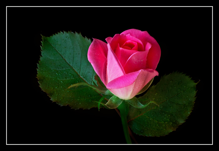 A Rose is a Rose...