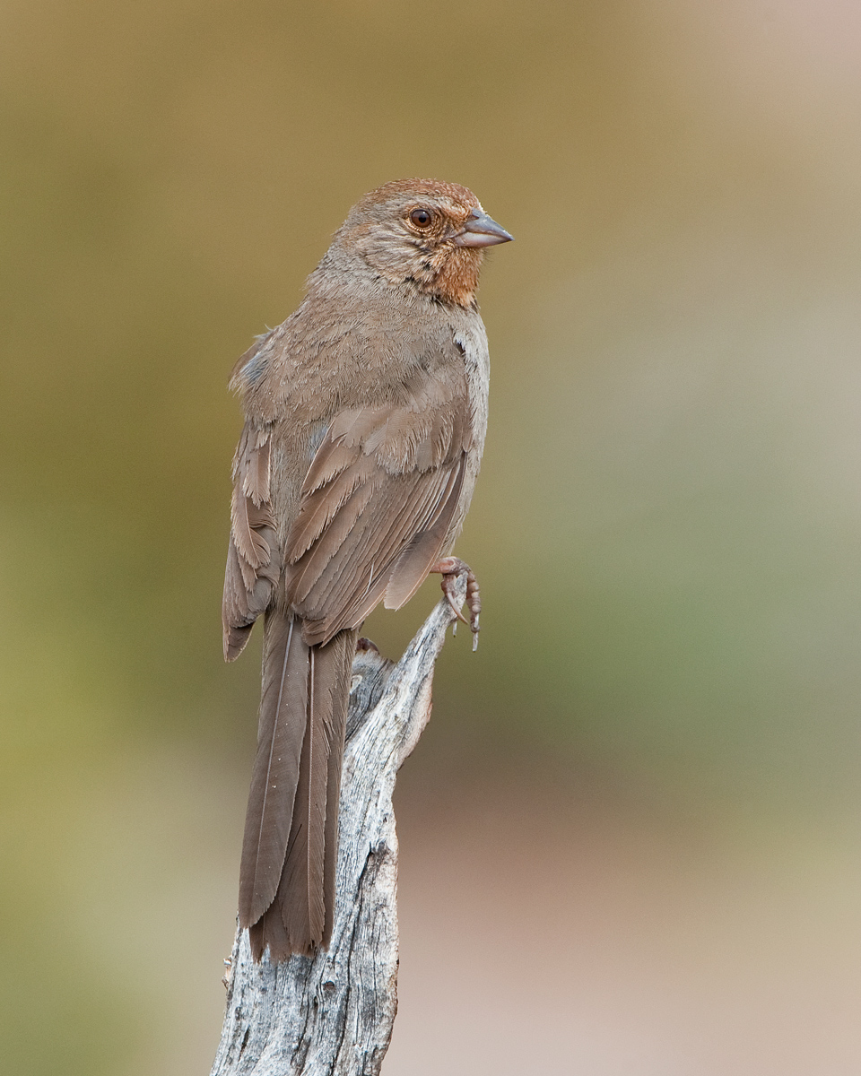 California Towhee