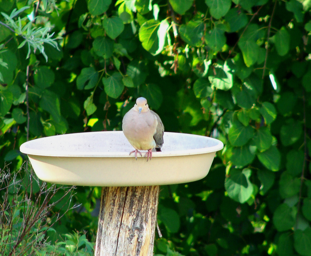 Mourning Bath