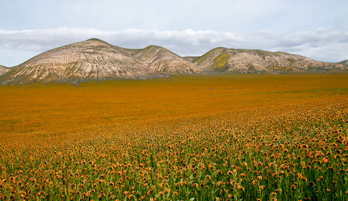 A Flood of Fiddlenecks