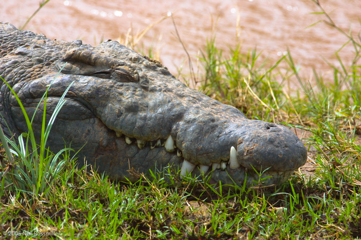 Nile crocodile basking
