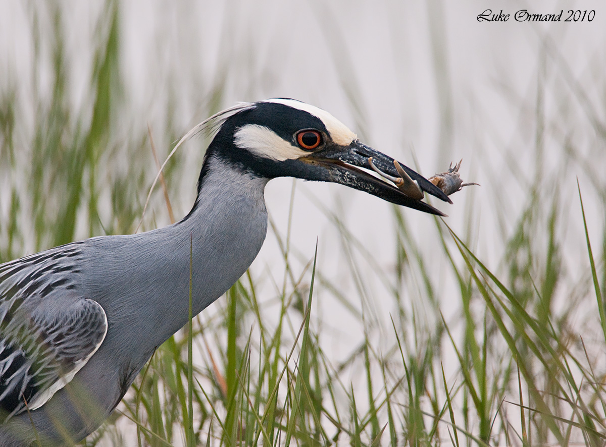 YCNH w/Fiddler Crab