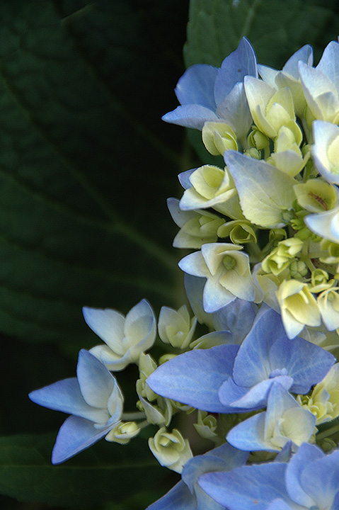 Hydrangea Blues
