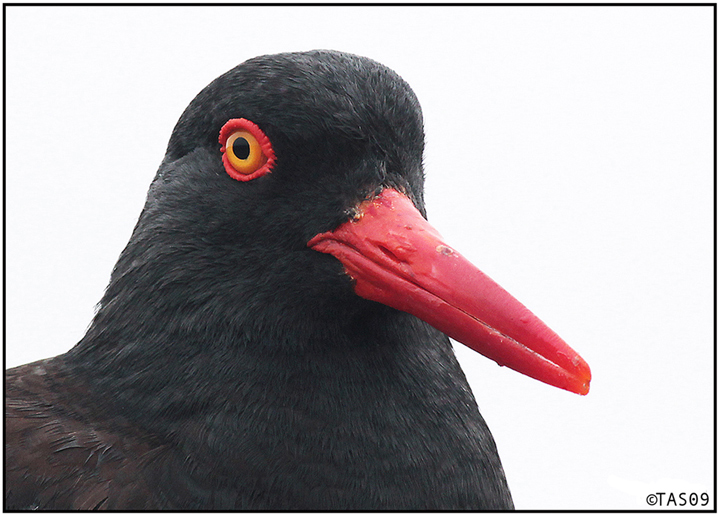 Oystercatcher