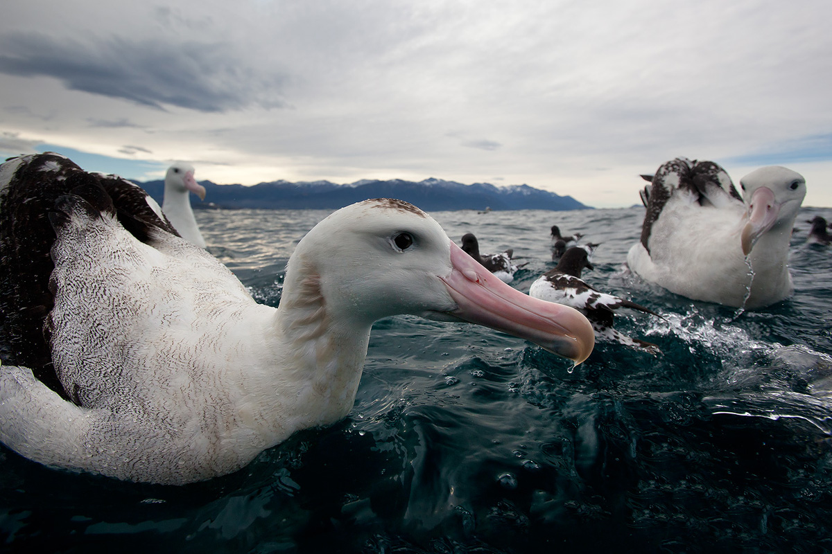 Albatross Close-Up