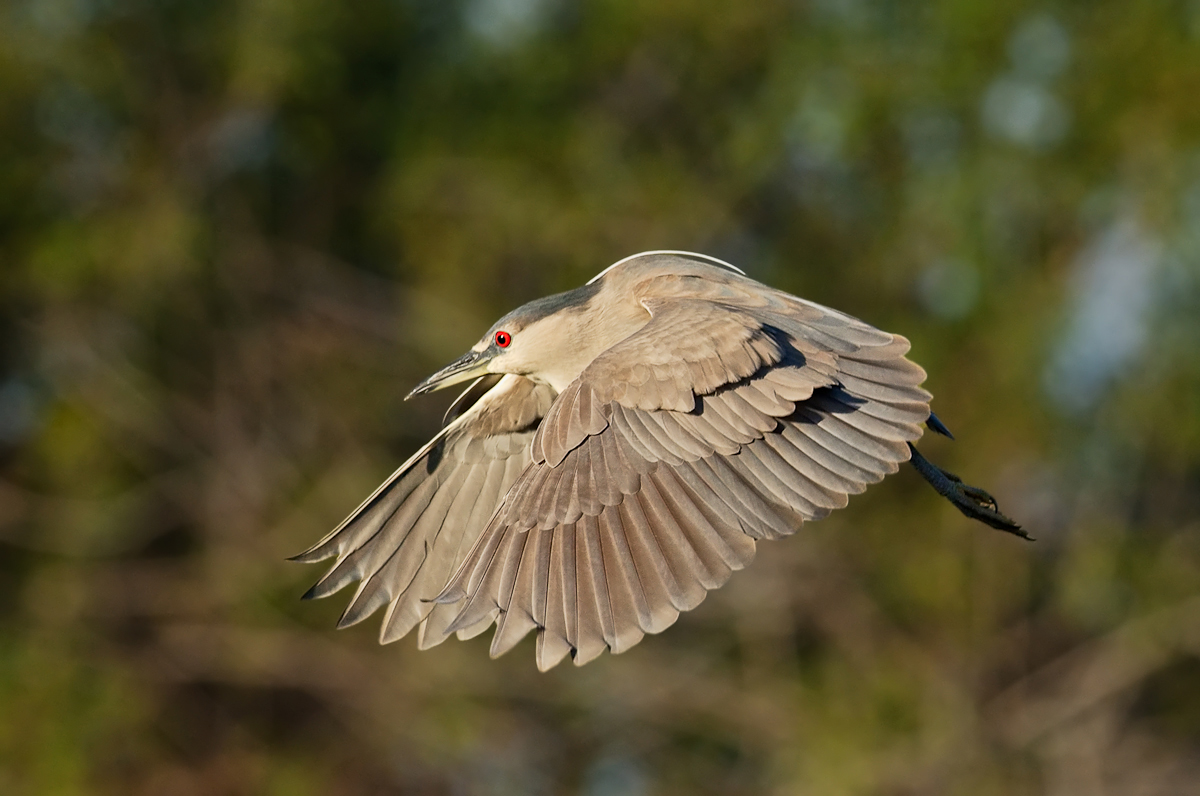 juvenile BC Night Heron