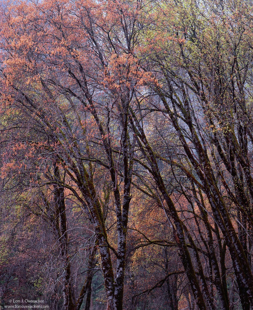 Yosemite's Palette
