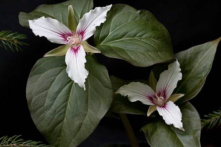 Wild -  Painted Trillium