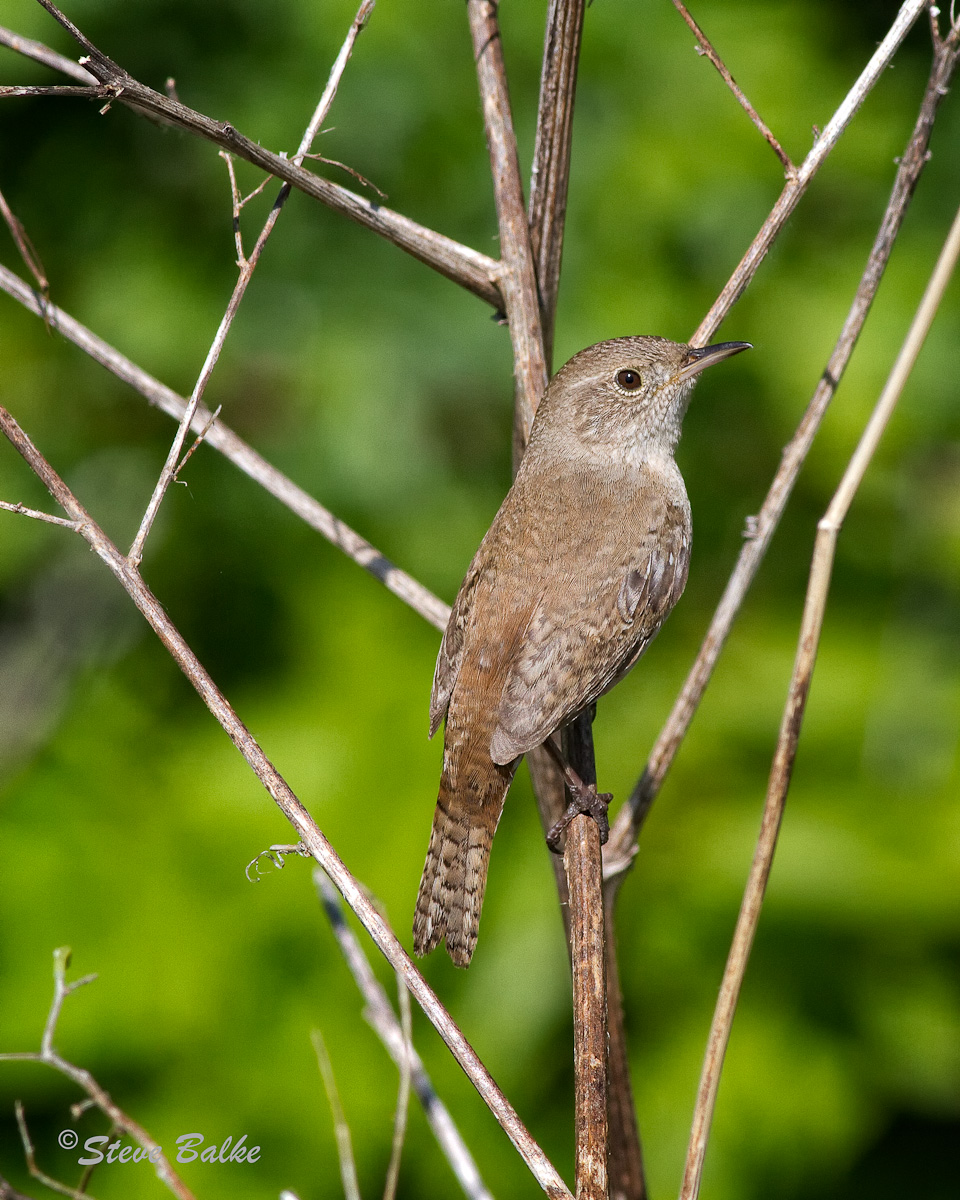 Wren+Repost
