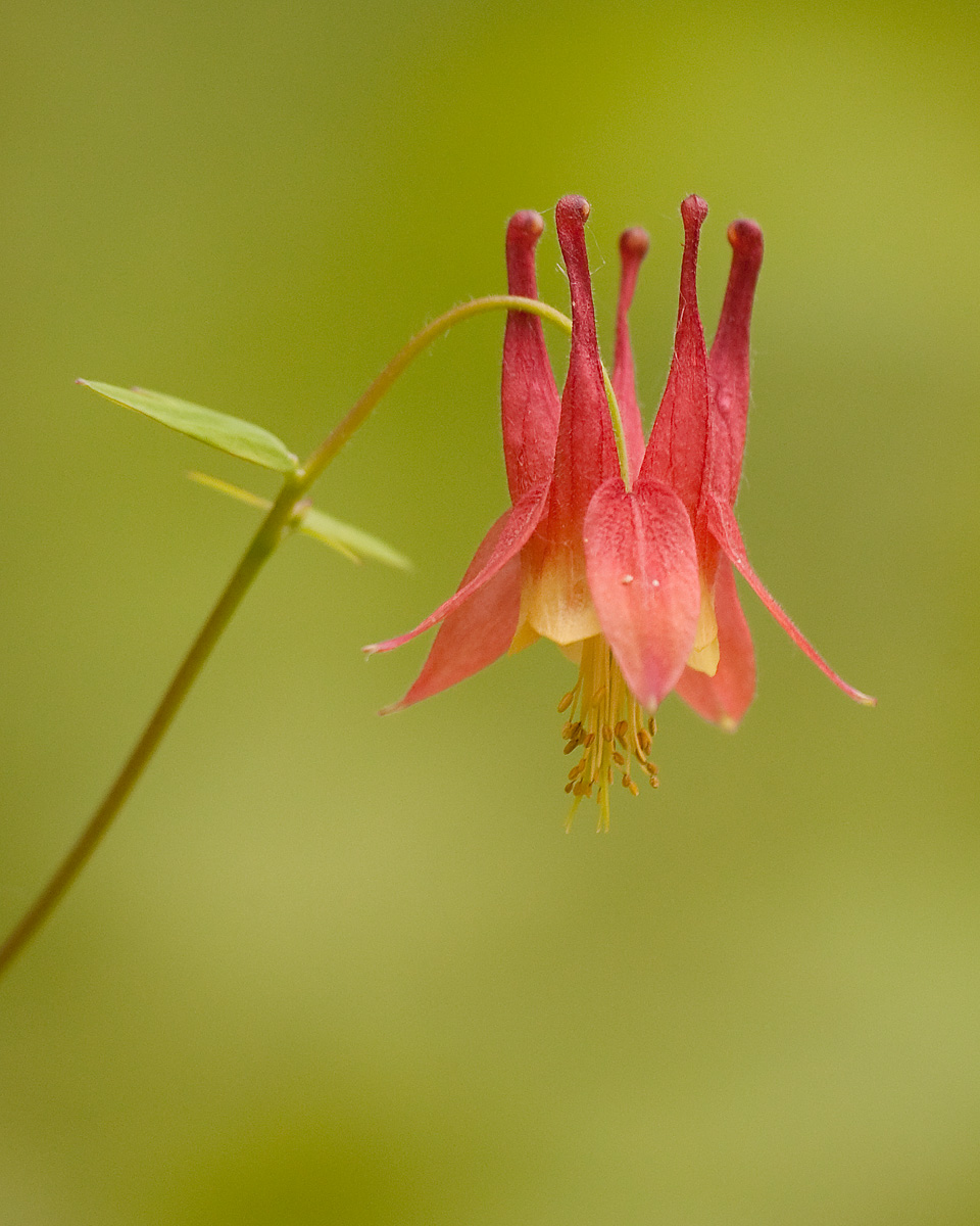 Red Columbine