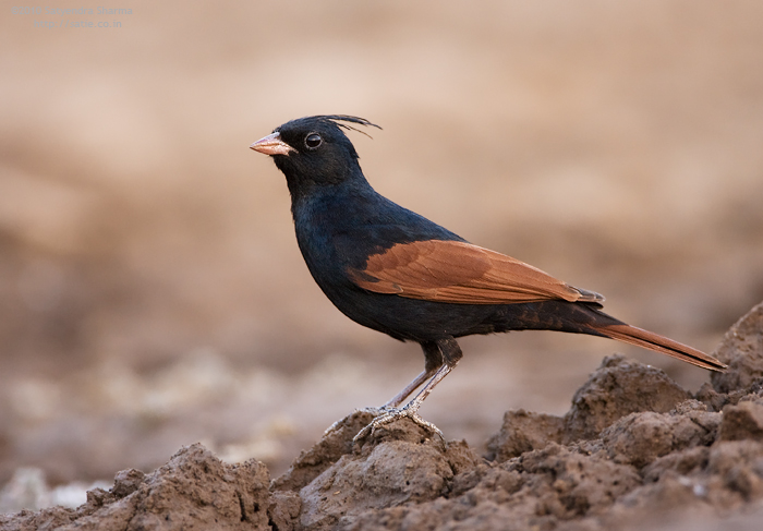 Crested Bunting