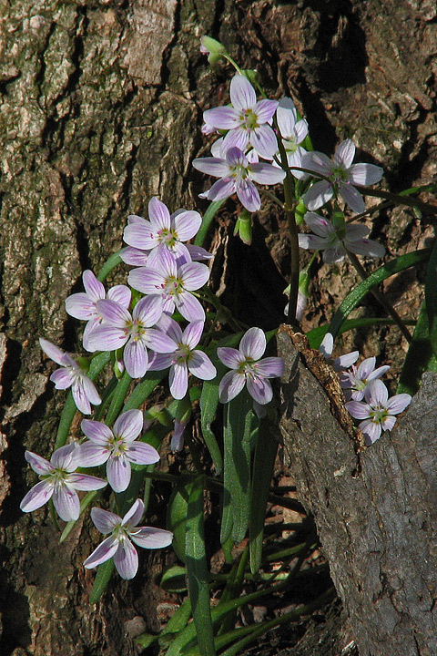 Spring beauty Wild theme