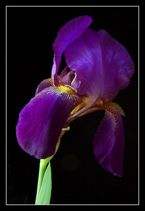 Purple Iris