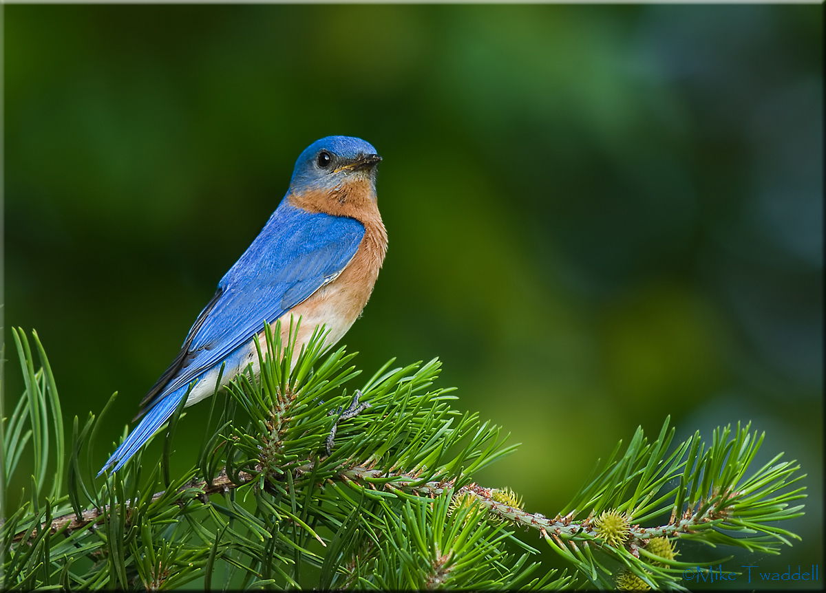 Eastern Bluebird