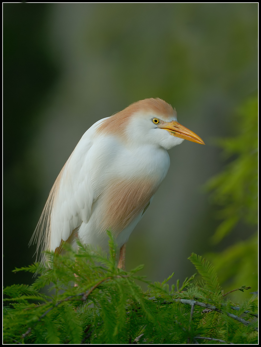 Cattle Egret