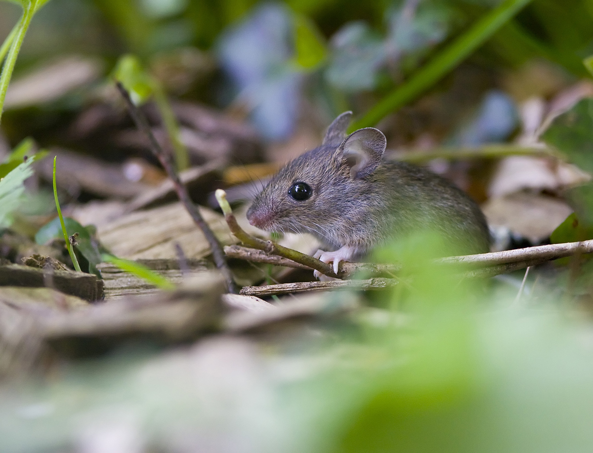 Woodmouse