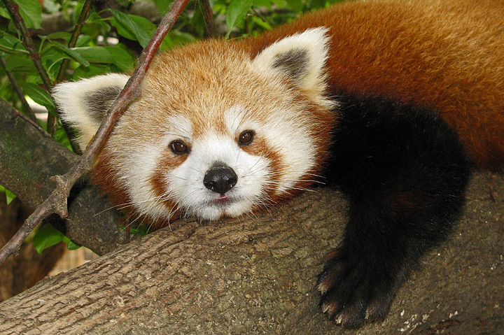 Red panda
