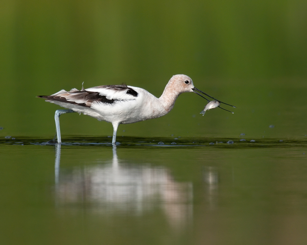 American Avocet