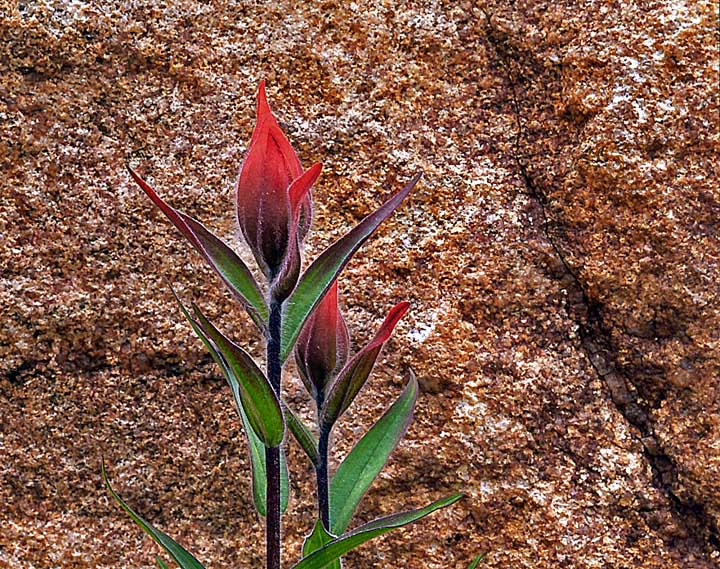 Wyoming Paintbrush