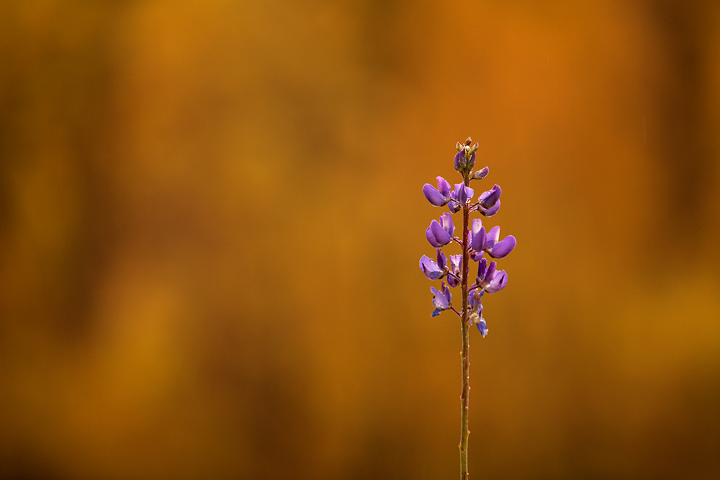 Autumn flower
