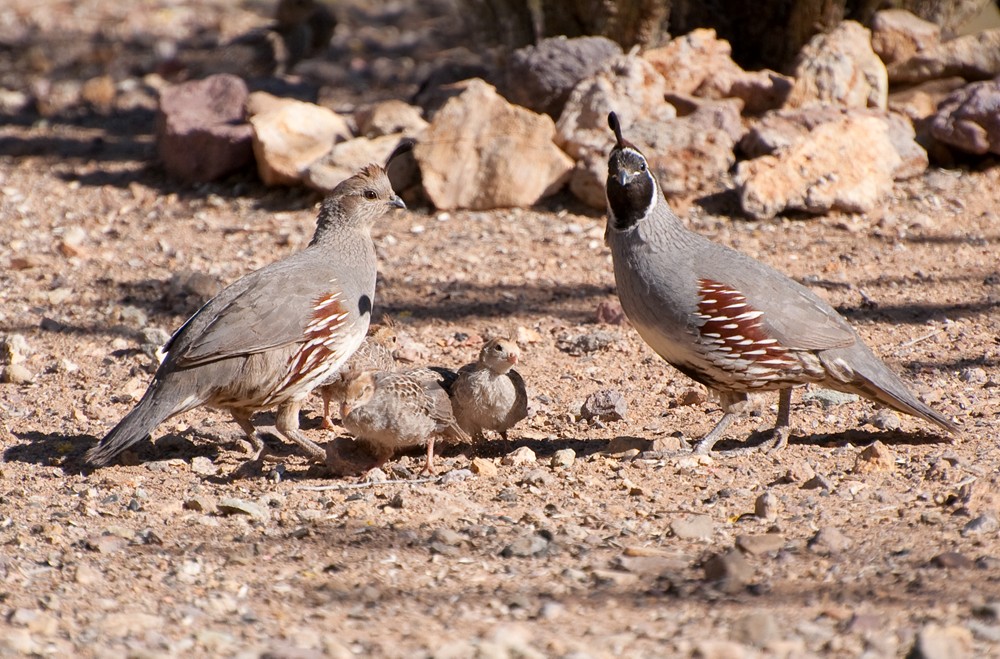 Quail Family