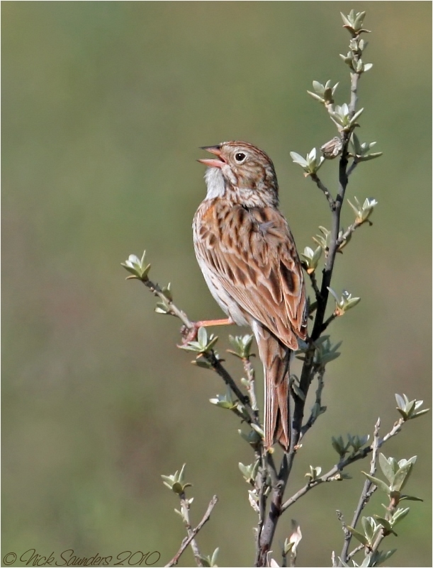 Vesper Sparrow 