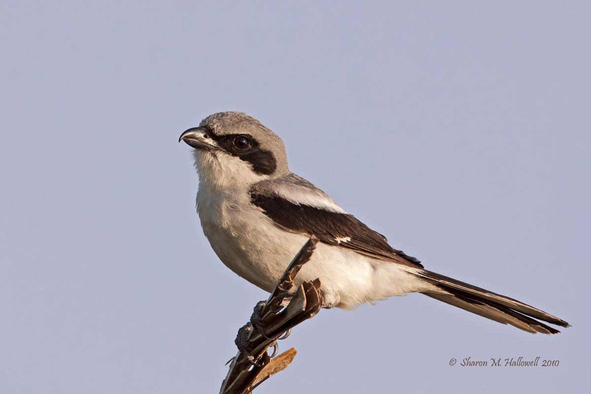 Loggerhead Shrike