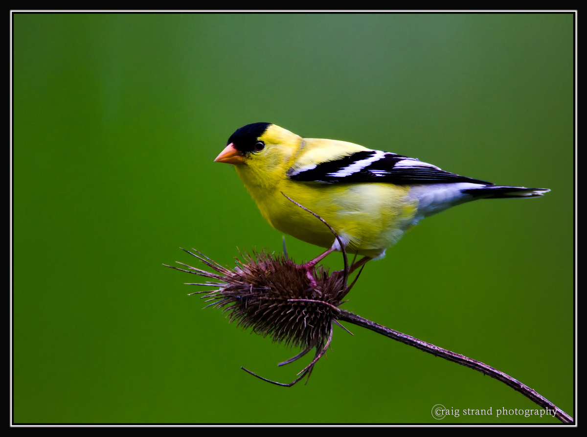 American Goldfinch