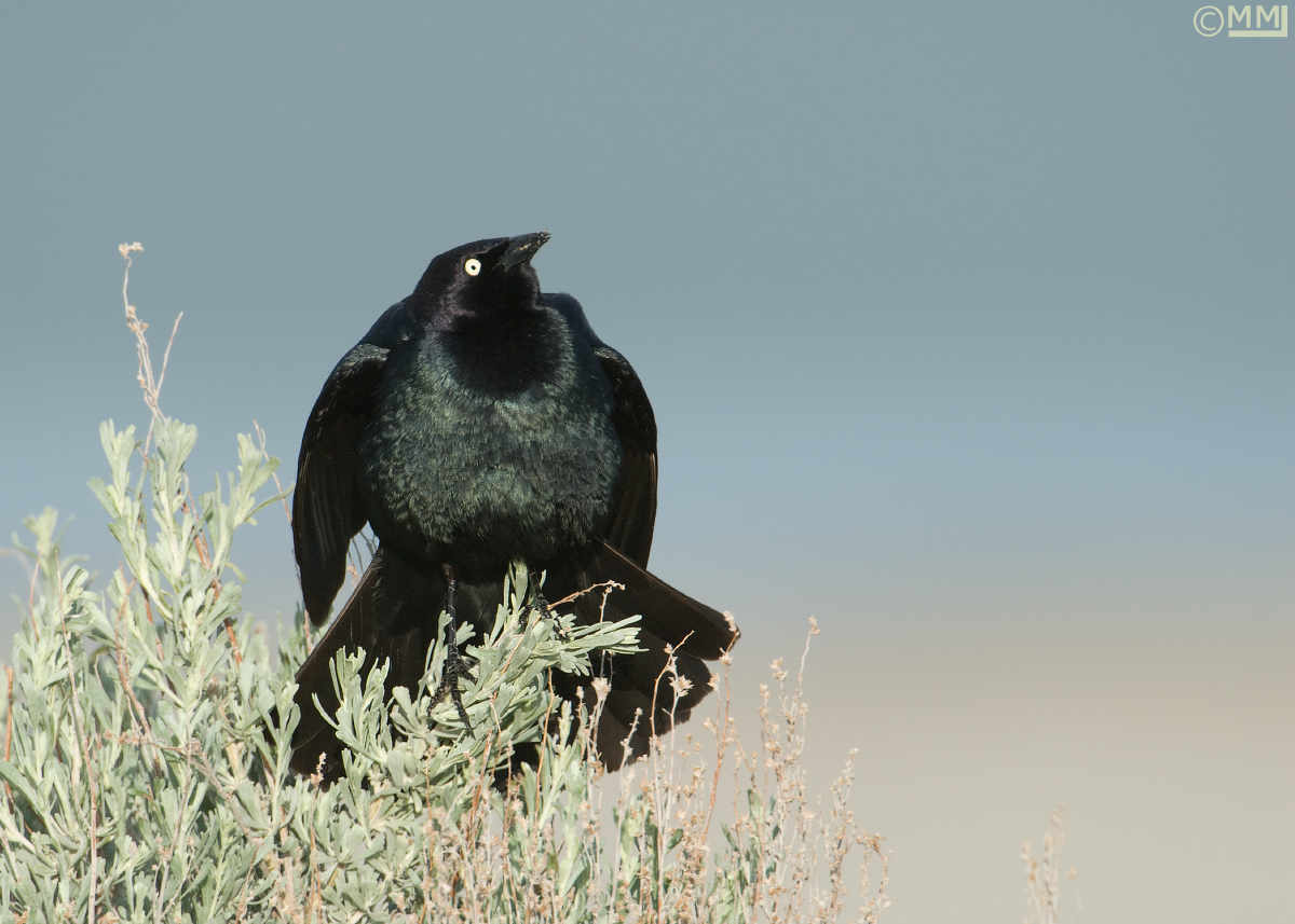Brewer's Blackbird