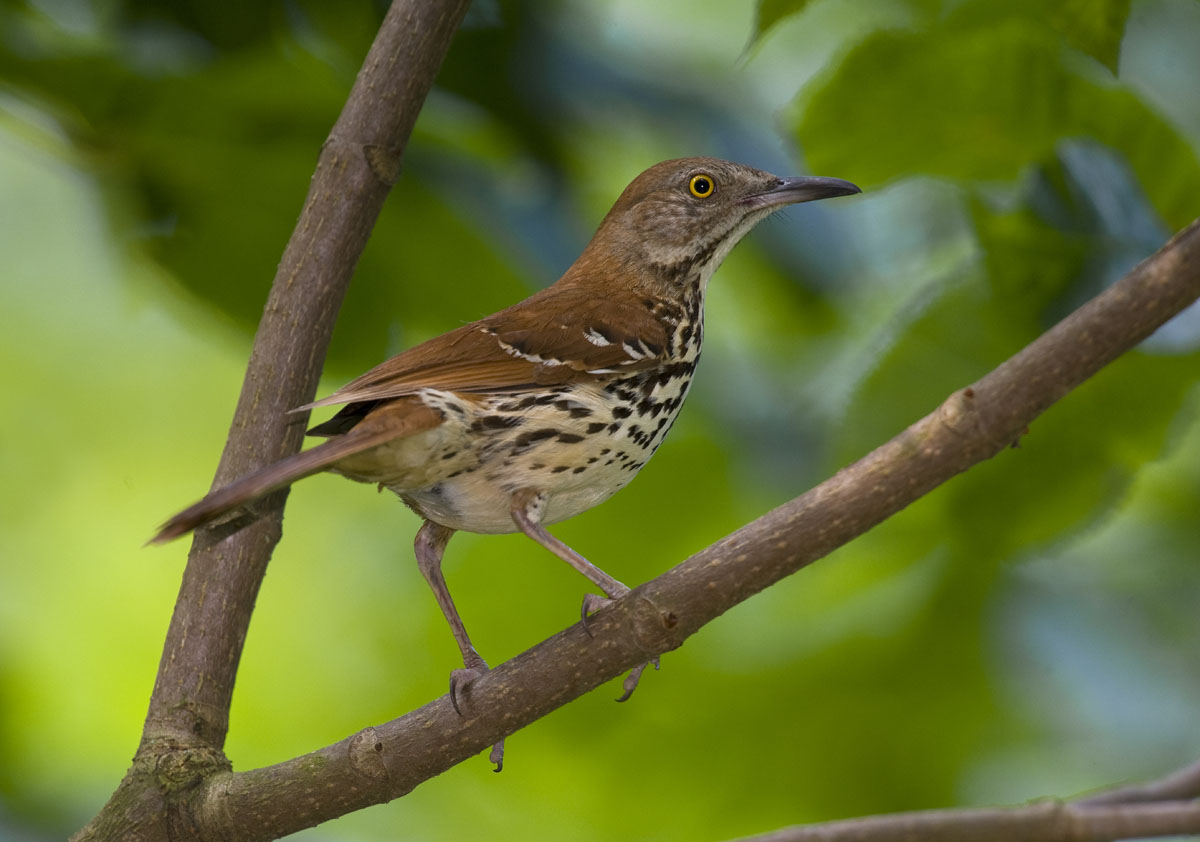 Brown Thrasher