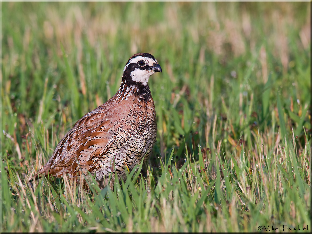 Northern Bobwhite