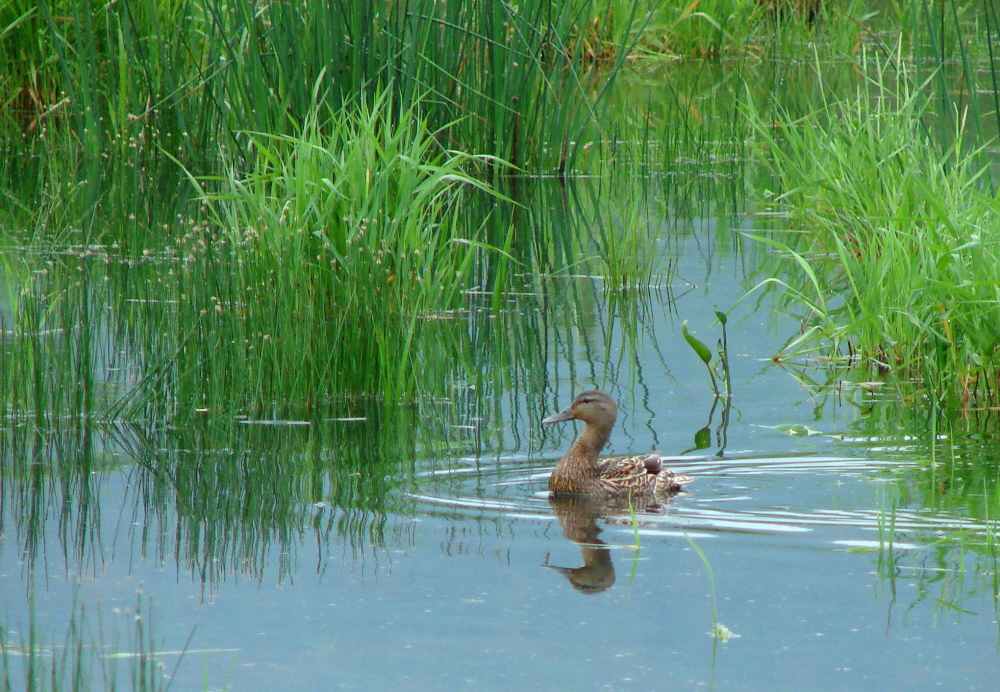 Mallard Hen