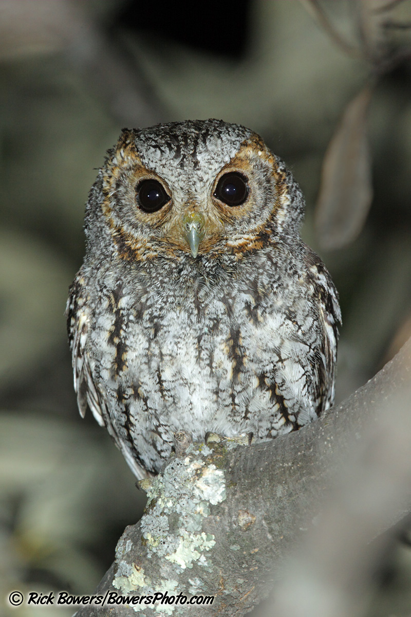 Flammulated Owl