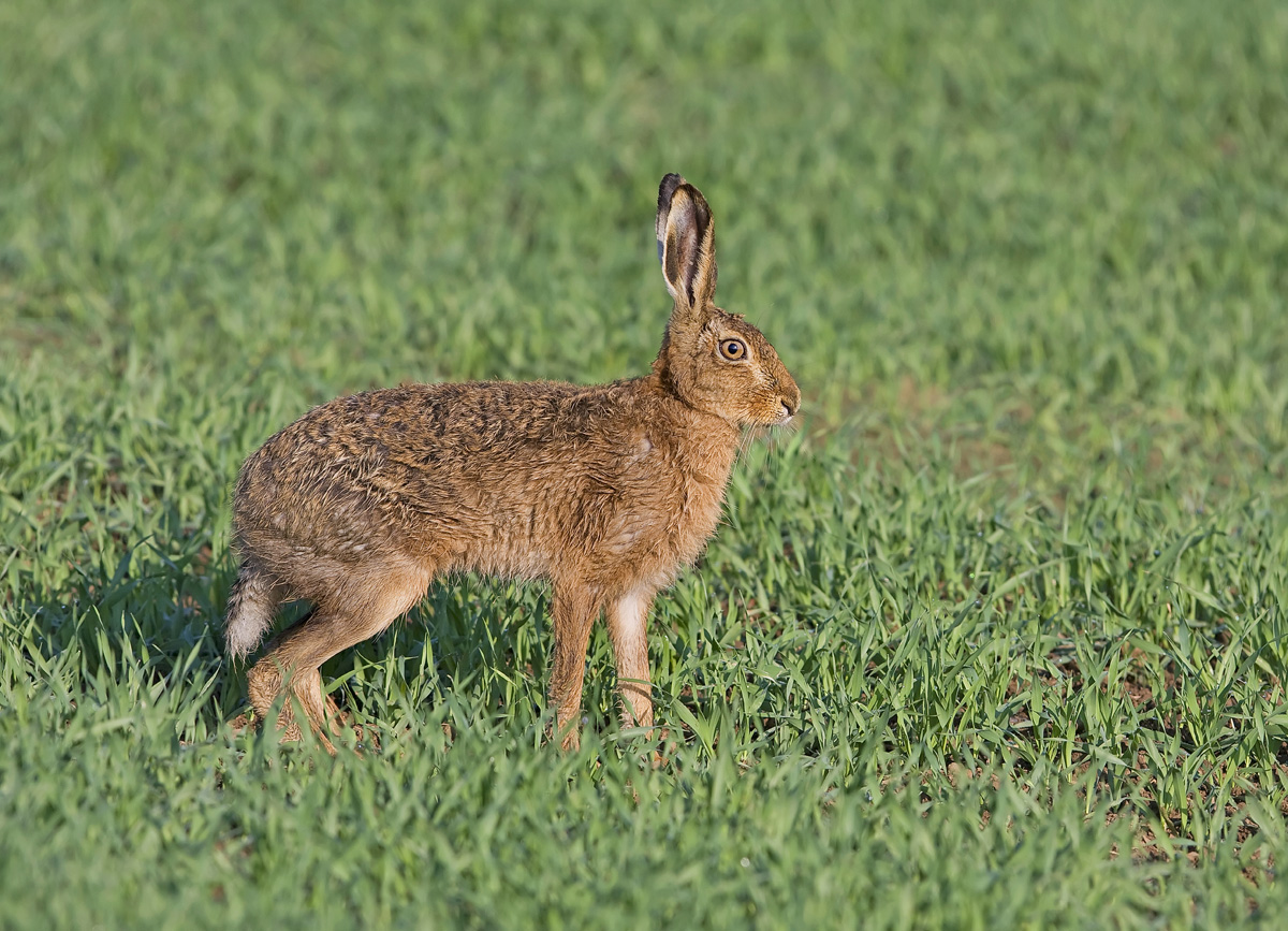 Brown Hare