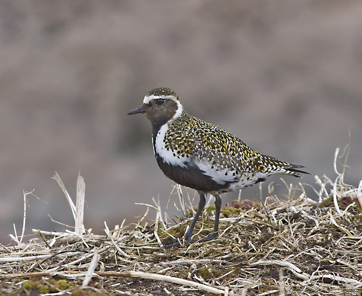 Golden Plover 