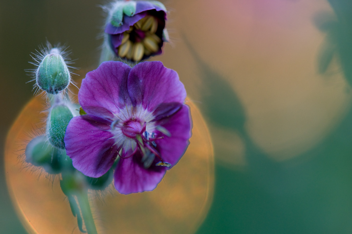Geranium