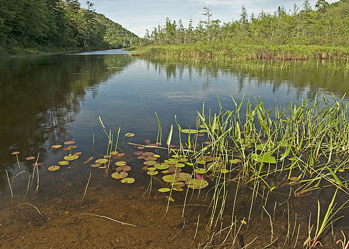 Outflow From Oxbow Lake
