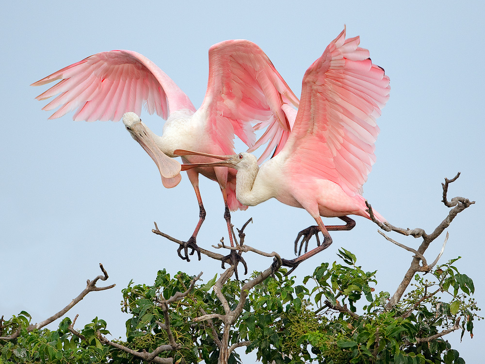 Roseate Spoonbills