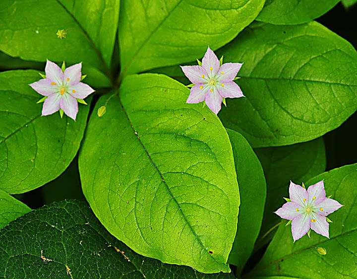 Three Little Stars