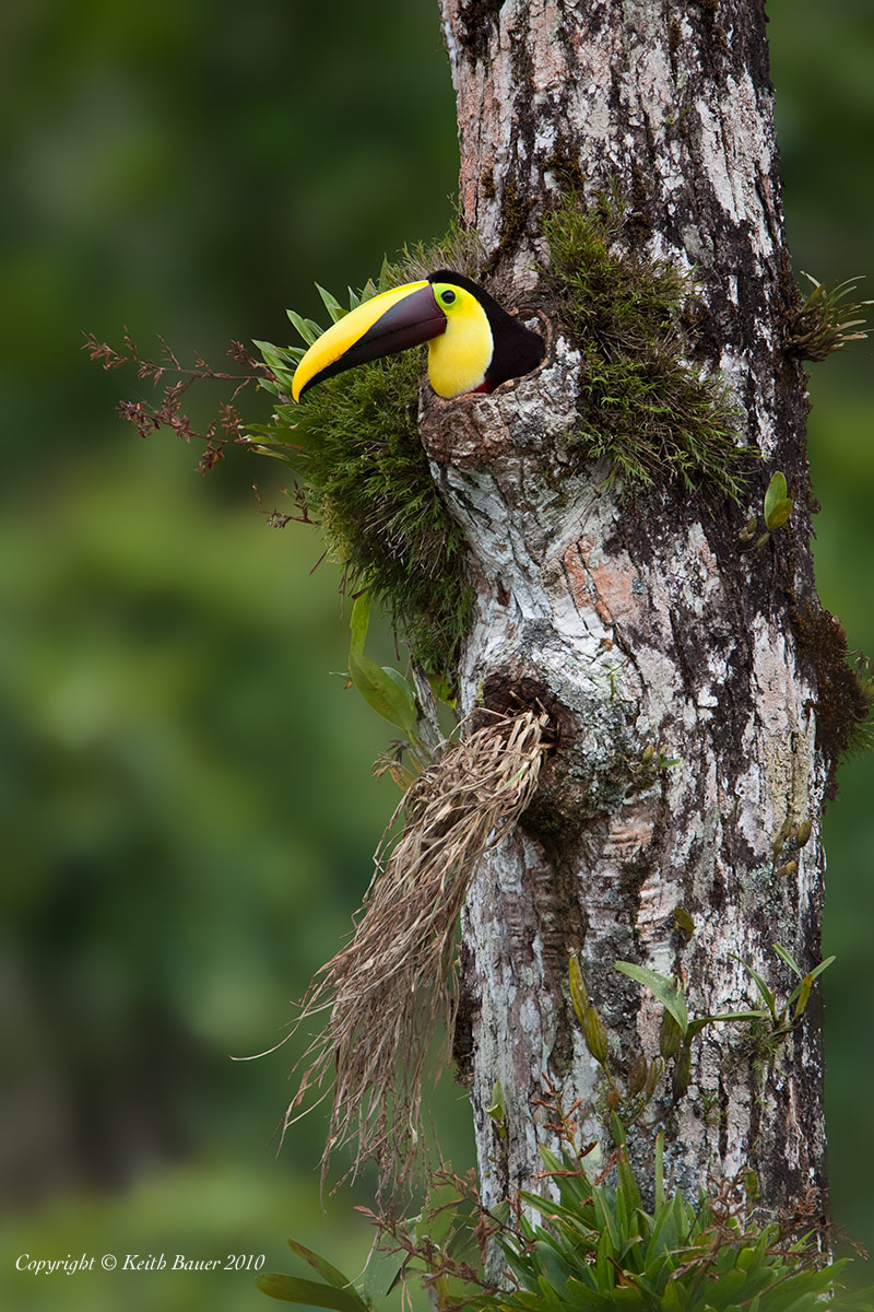 Toucan